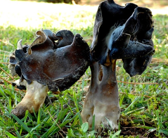 Funghi 55 Com.AMB